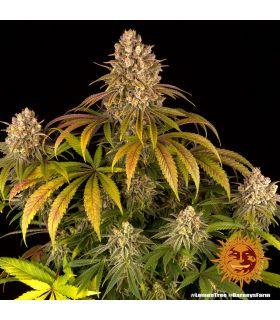 Lemon Tree by Barneys Farm @sporadiko.gr