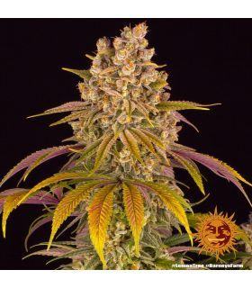 Lemon Tree by Barneys Farm @sporadiko.gr