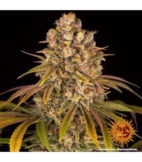 Lemon Tree by Barneys Farm @sporadiko.gr