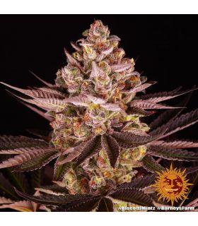 Biscotti Mintz by Barneys Farm @sporadiko.gr