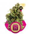 Sour Diesel (Royal Queen Seeds)