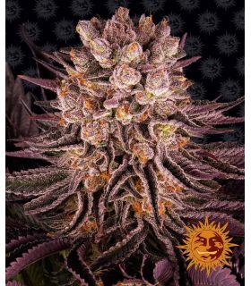 Mimosa x Orange Punch by Barneys Farm @sporadiko.gr