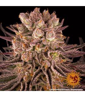 Mimosa x Orange Punch by Barneys Farm @sporadiko.gr