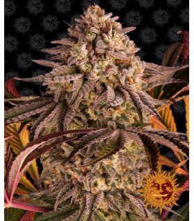 Blue Sunset Sherbert by Barneys Farm @sporadiko.gr