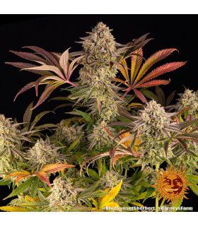 Blue Sunset Sherbert by Barneys Farm @sporadiko.gr