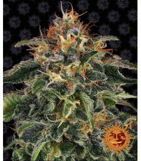 Moby Dick by Barneys Farm @sporadiko.gr