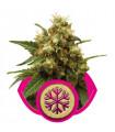 ICE (Royal Queen Seeds)