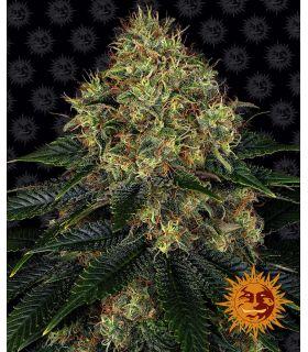 Skywalker OG Auto by Barneys Farm @sporadiko.gr