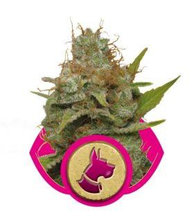 Kali Dog (RQS)