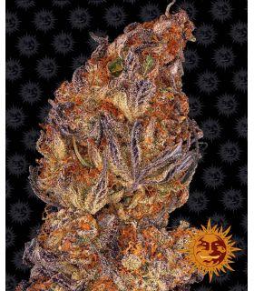 Runtz Auto by Barneys Farm @sporadiko.gr