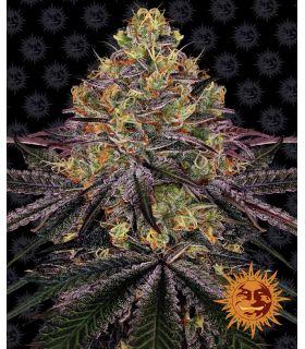 Watermelon Zkittlez by Barneys Farm @sporadiko.gr