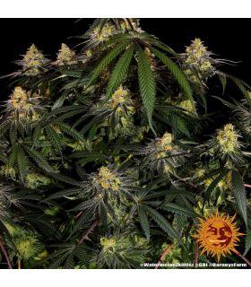 Watermelon Zkittlez by Barneys Farm @sporadiko.gr