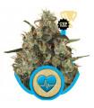 Medical Mass (Royal Queen Seeds)