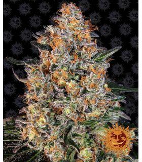 Bubba Kush by Barneys Farm @sporadiko.gr
