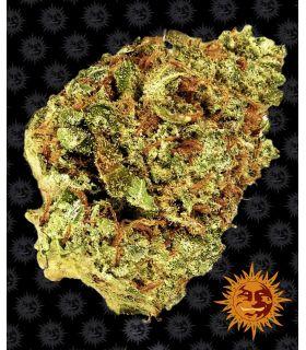 Watermelon Zkittlez Auto