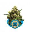 Painkiller XL (Royal Queen Seeds)