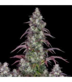 Lemon Pie Auto (FastBuds)