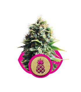 Pineapple Kush (RQS)
