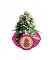Pineapple Kush (Royal Queen Seeds)