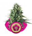 Power Flower (Royal Queen Seeds)