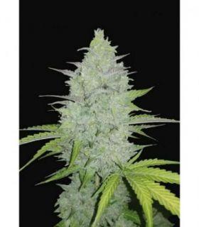 Original Auto Cheese by FastBuds @sporadiko.gr