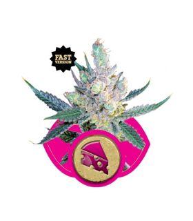 Royal Cheese Fast Version (RQS)