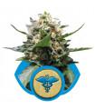 Royal Medic (Royal Queen Seeds)