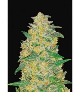 Original Auto AK by FastBuds @sporadiko.gr