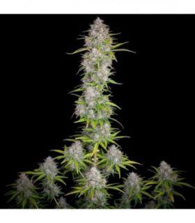 Orange Sherbet Auto (FastBuds)