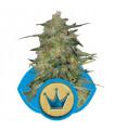 Royal Highness (Royal Queen Seeds)