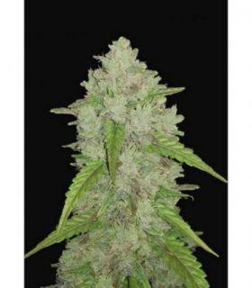 Original Auto Amnesia Haze by FastBuds @sporadiko.gr