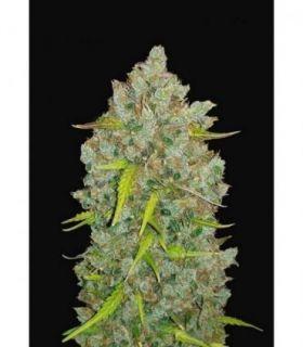 Original Auto Bubblegum by FastBuds @sporadiko.gr