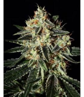 Original Cheese Auto (FastBuds)