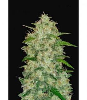 Original Auto Chemdawg by FastBuds @sporadiko.gr
