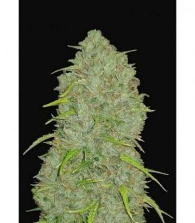 Jack Herrer Auto by FastBuds @sporadiko.gr