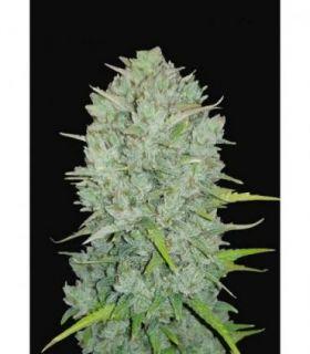 Original Auto Northern Lights by FastBuds @sporadiko.gr