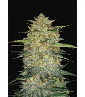 OG Kush Auto by FastBuds @sporadiko.gr