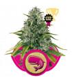 Royal Moby (Royal Queen Seeds)