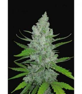 Original Sour Diesel Auto by FastBuds @sporadiko.gr