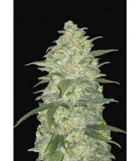 Original Auto White Widow by FastBuds @sporadiko.gr