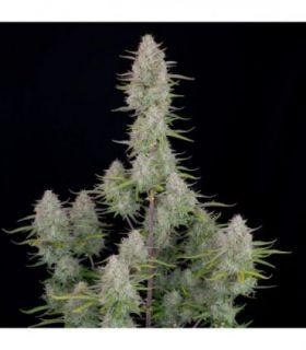 Wedding Cheesecake Auto by FastBuds @sporadiko.gr