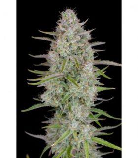 Wedding Cheesecake Auto by FastBuds @sporadiko.gr