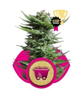 Shining Silver Haze (RQS)