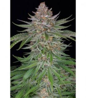Strawberry Pie Auto by FastBuds @sporadiko.gr