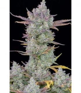 Gorilla Cookies Auto by FastBuds @sporadiko.gr