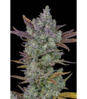 Gorilla Cookies Auto (FastBuds)