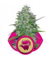 Skunk XL (Royal Queen Seeds)