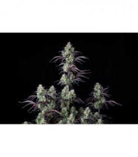 Mimosa Cake Auto (FastBuds)