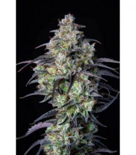 Mimosa Cake Auto by FastBuds @sporadiko.gr