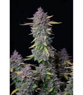 Purple Punch Auto by FastBuds @sporadiko.gr